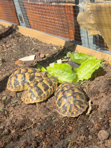 Hermann tortoises 1 year old