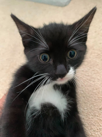 Healthy black and white kittens