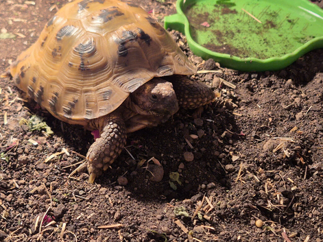 Male horsefield tortoise (tweety pie)