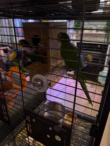 white eyed conure