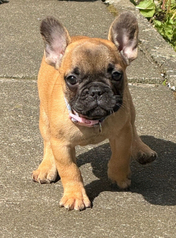 Standard French bulldog puppies
