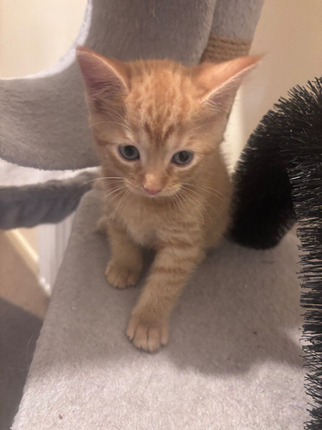 2 kittens for sale Wrexham