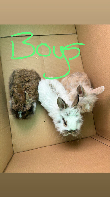 Baby bunnies ready now lop/lionhead still some left