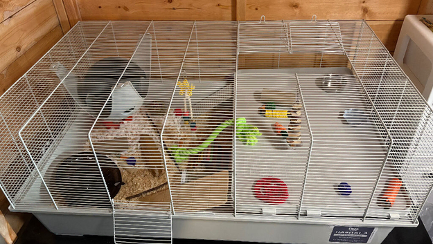 Really friendly male black fancy mouse with full set up