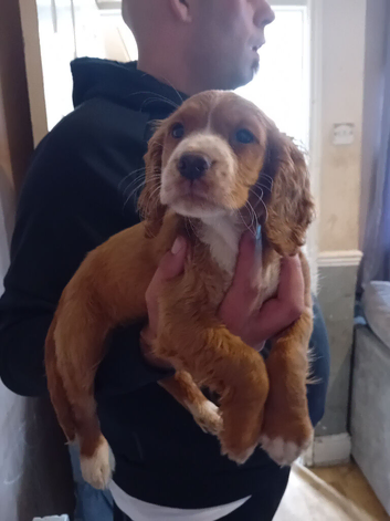 Cocker spaniel
