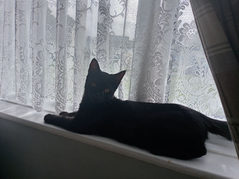Kitten for sale