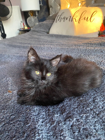 Female fluffy black kitten
