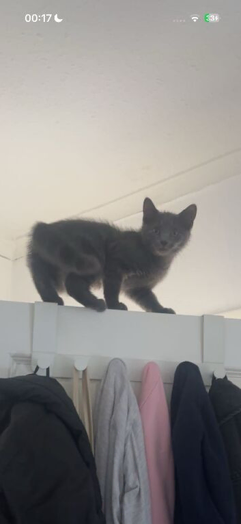 kitten- female and male need gone asap x