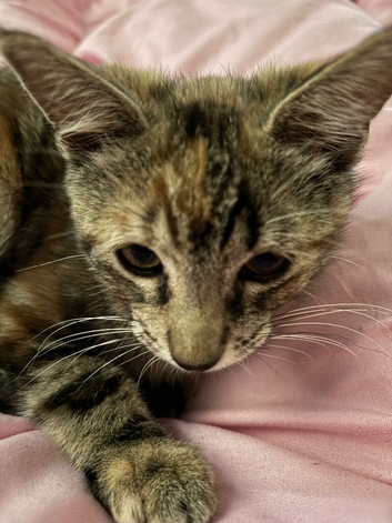 bengal