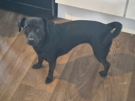 1 famale patterdale