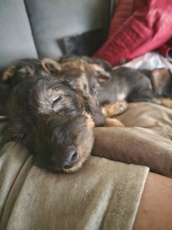 Standard Dachshund puppies 8 weeks old 3 boy and 1 girl.