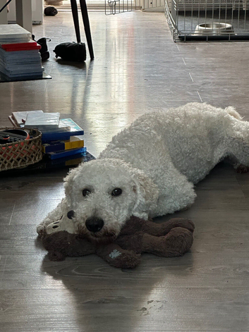 Male Double doodle 5 years old