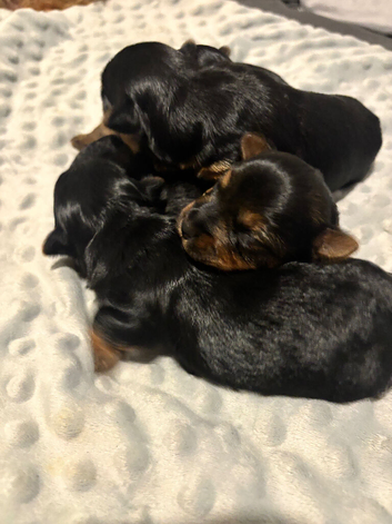 Yorkshire Terrier puppies