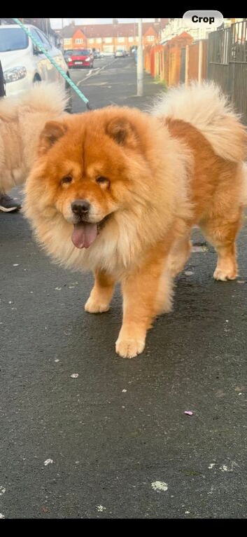 Chow chow puppies