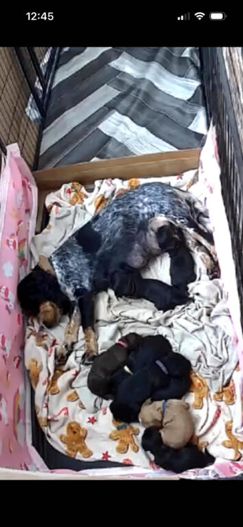 Beautiful cocker spaniel