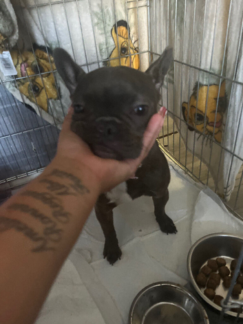 Female French bulldog