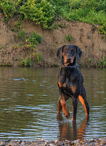Doberman to stud