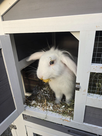Little girl with hutch