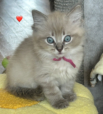 STUNNING FEMALE RAGDOLL KITTEN READY NOW