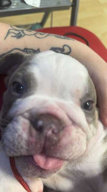 Bulldog puppies for sale.