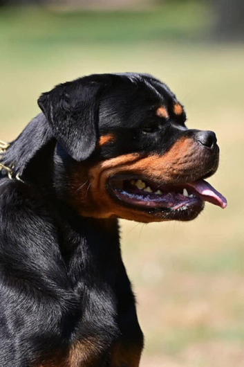 TRULY BRUTAL ROTTWEILER FEMALE FOR SALE