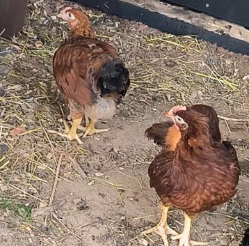 Young Rhode island and Sussex cockerels