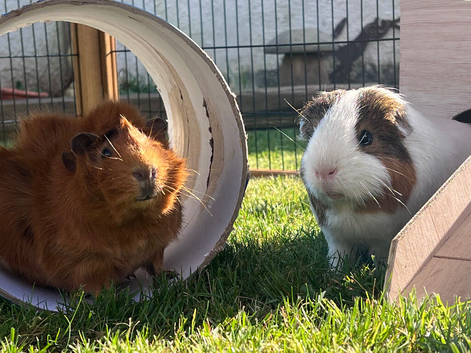 Rehoming bonded boars