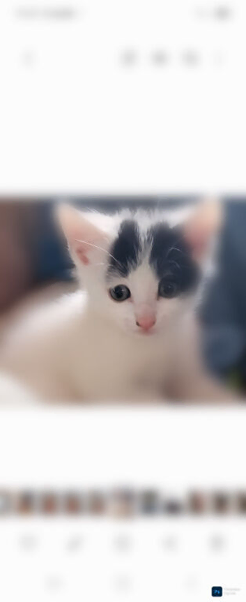 One female furbaby