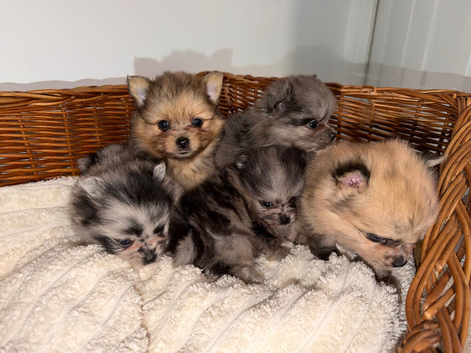 Teacup Russian Pomeranian Puppies Available