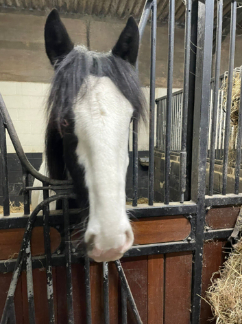 Stable and Grazing to rent