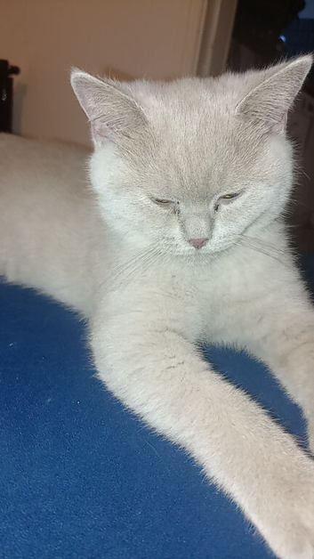 British short hair kitten