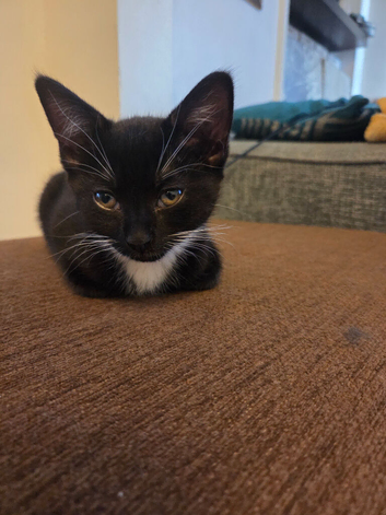 Black and white kitten