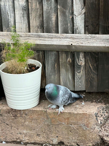 Turkish pigeon