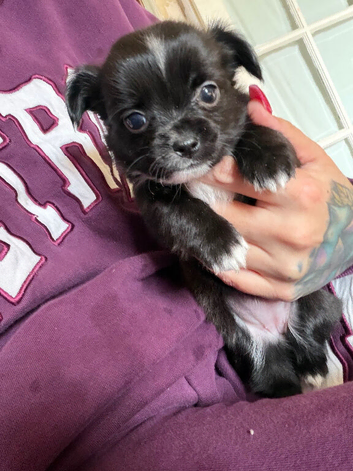 Chihuahua x min pin puppies craigavon area