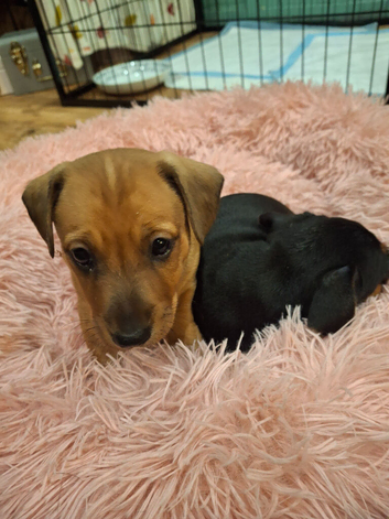 Lakeland x dachshund puppies