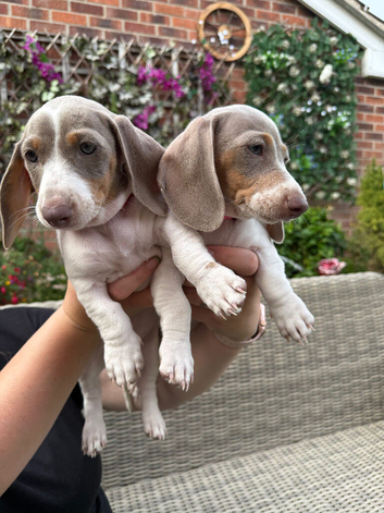 Miniature Dachshund puppies READY NOW