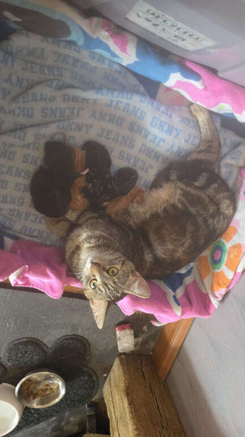 Mix breed kittens for sale