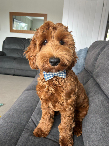8 Month Old Red Male