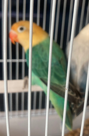 Lovebirds babys