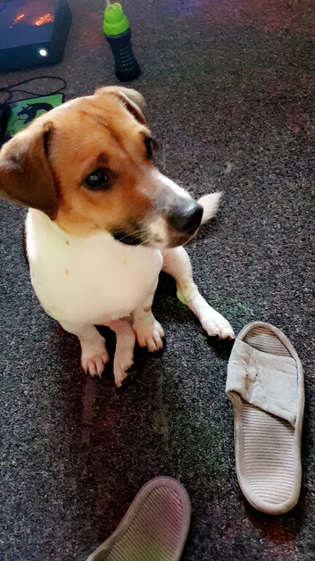 3 year old jack Russell name is Rocky
