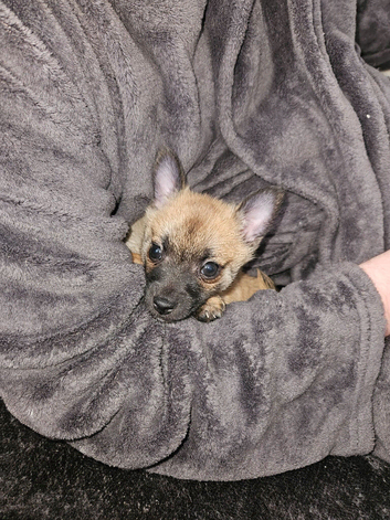 Pomchi Male 8 weeks