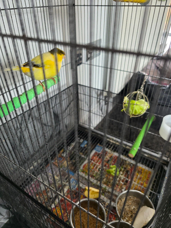 Bonded pair canaries