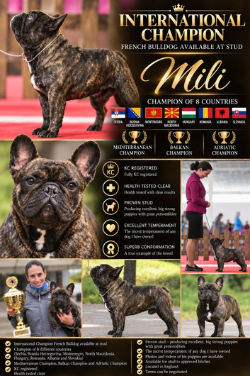 International Champion French Bulldog - AT STUD