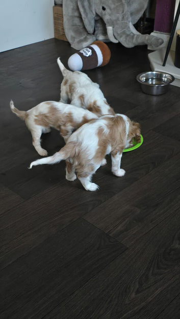 Cavalier king charles puppies