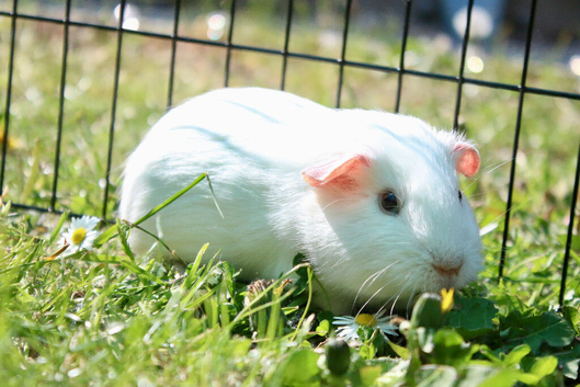 Pure white sow ready to leave