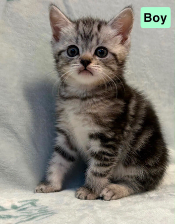 5 beautiful kittens for sale