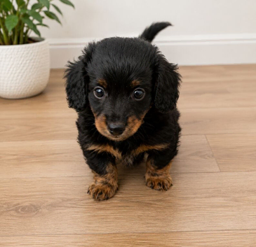 Doxie chon Last boy