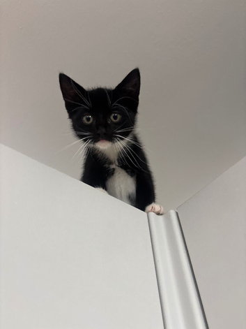 Male kitten
