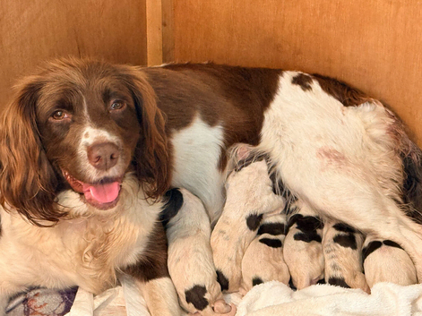 Beautifully marked pedigree springer spaniel puppies