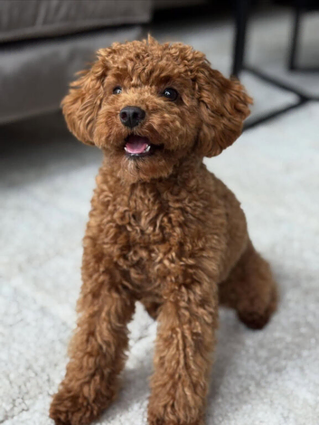 Male Toy Poodle